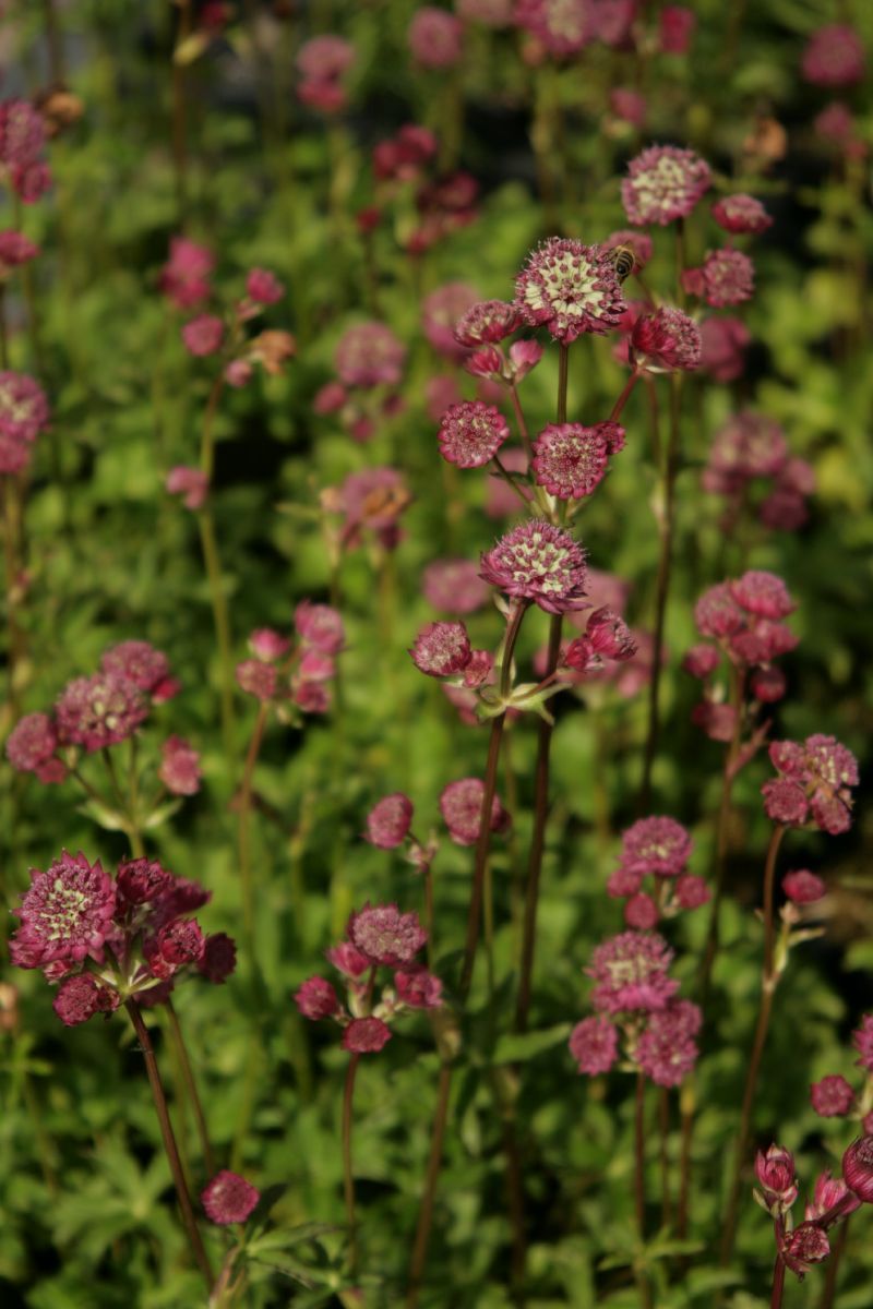 Sterndolde Star of Beauty