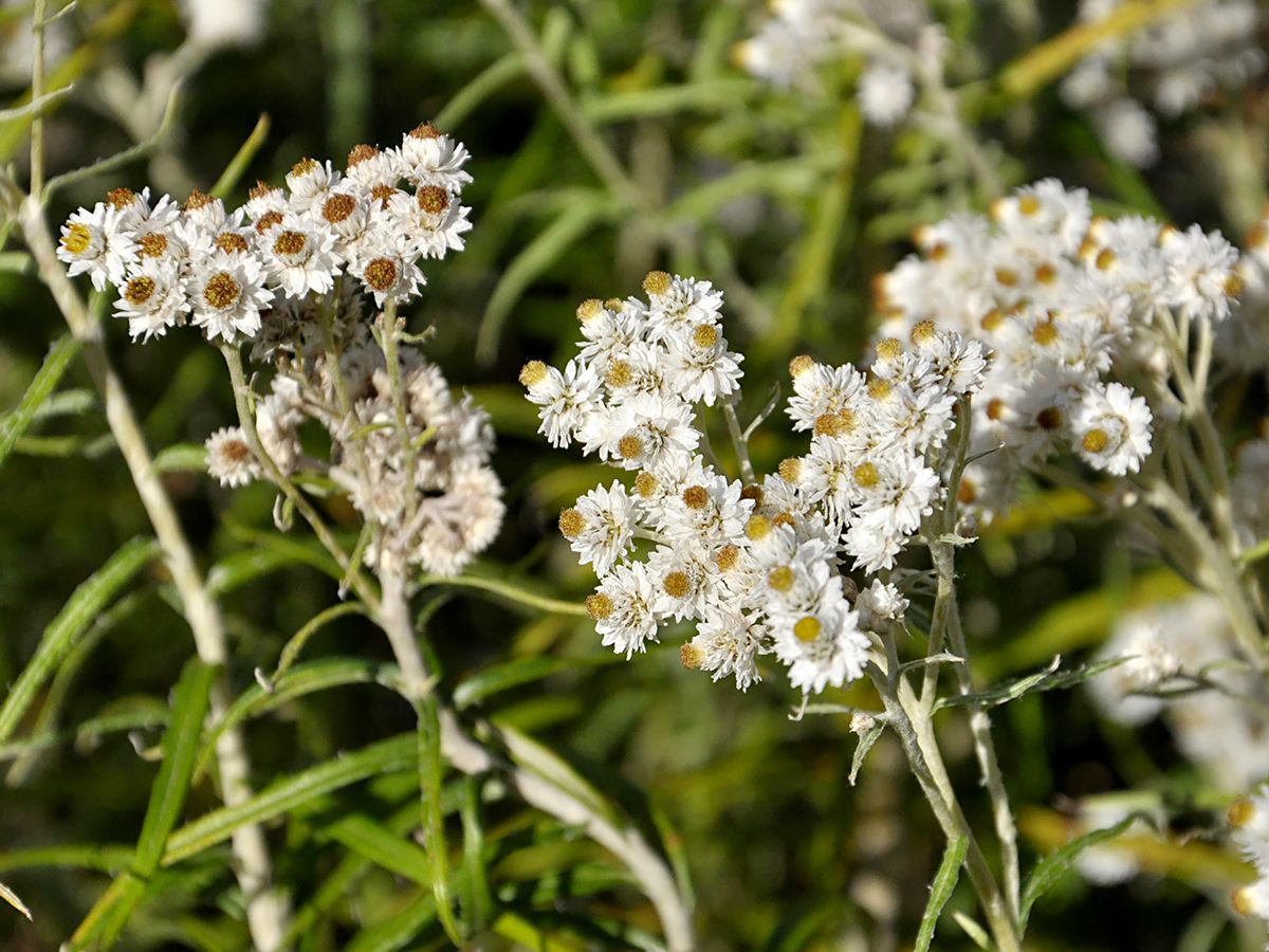 Staudenimmortelle