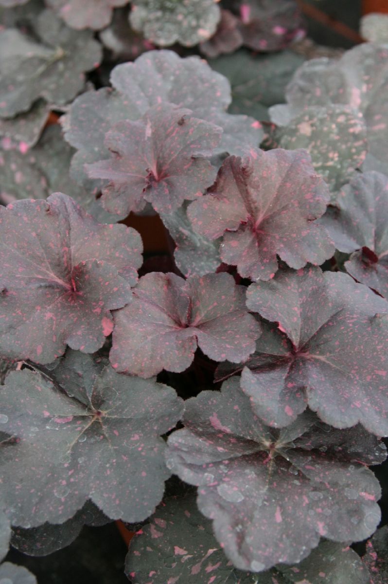Purpurglöckchen Midnight Rose®