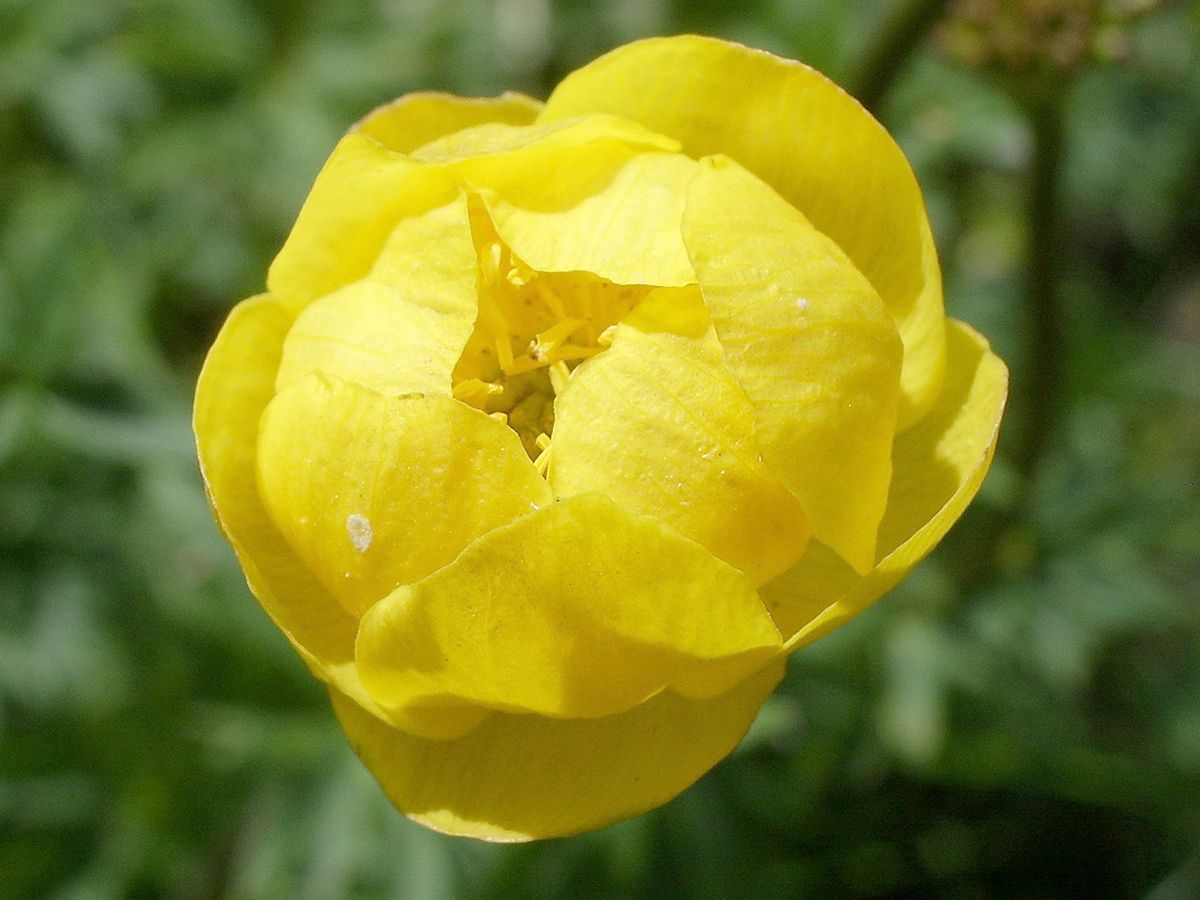 Europäische Trollblume