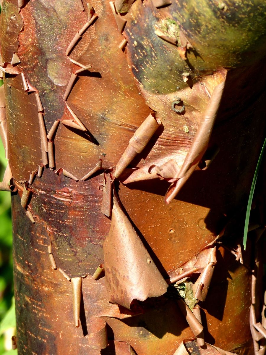 Zimtahorn