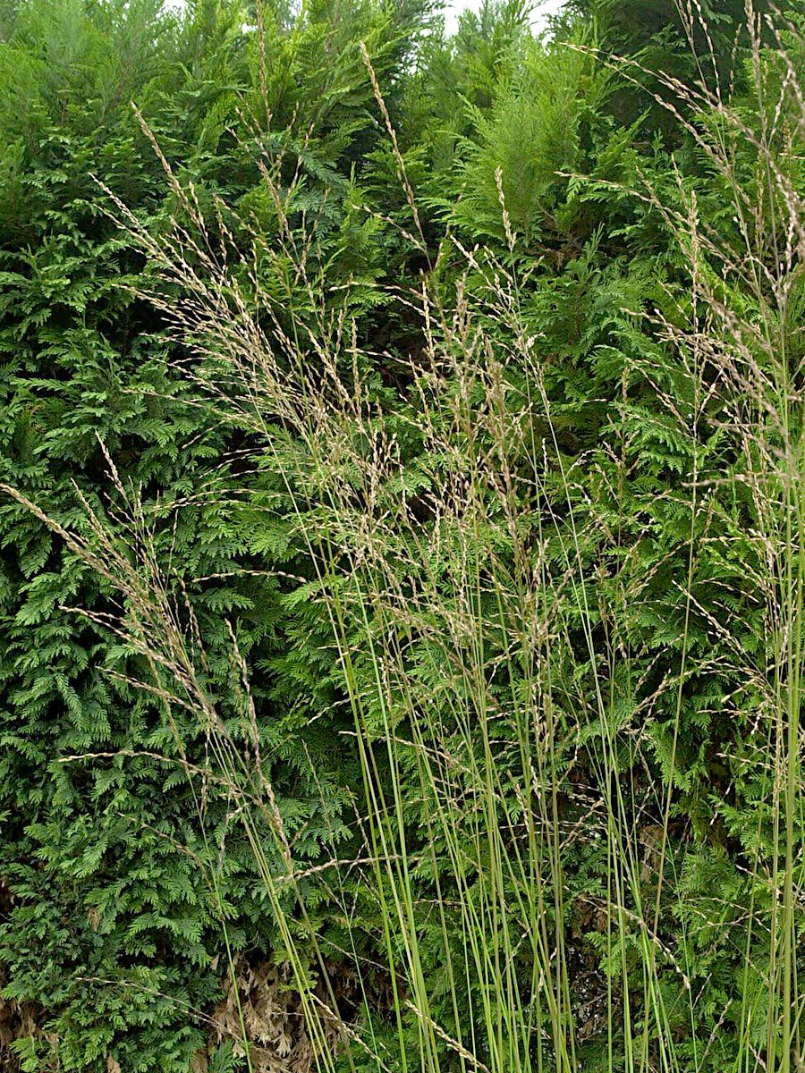 Pfeifengras Transparent