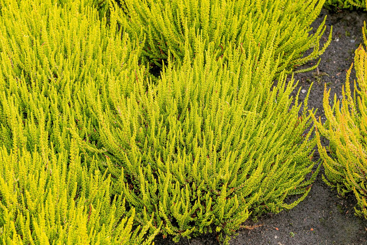 Besenheide Zeta