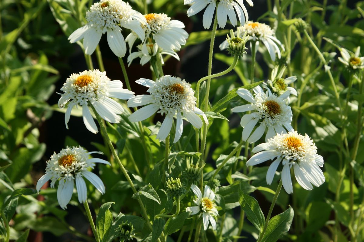 Sonnenhut White Double Delight®