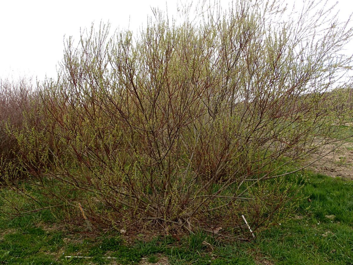 Rosmarinweide Angustifolia Rosmarinweide Angustifolia
