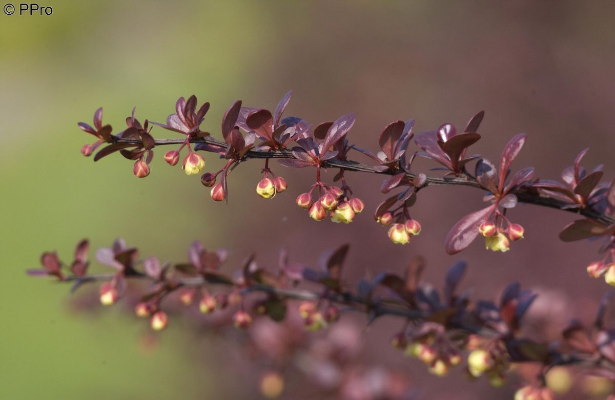 Rotblättrige Berberitze Atropurpurea Rotblättrige Berberitze Atropurpurea