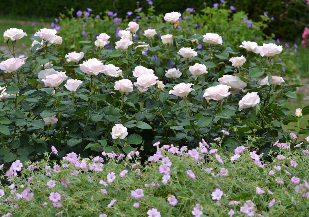 A perfect Day® Edelrose