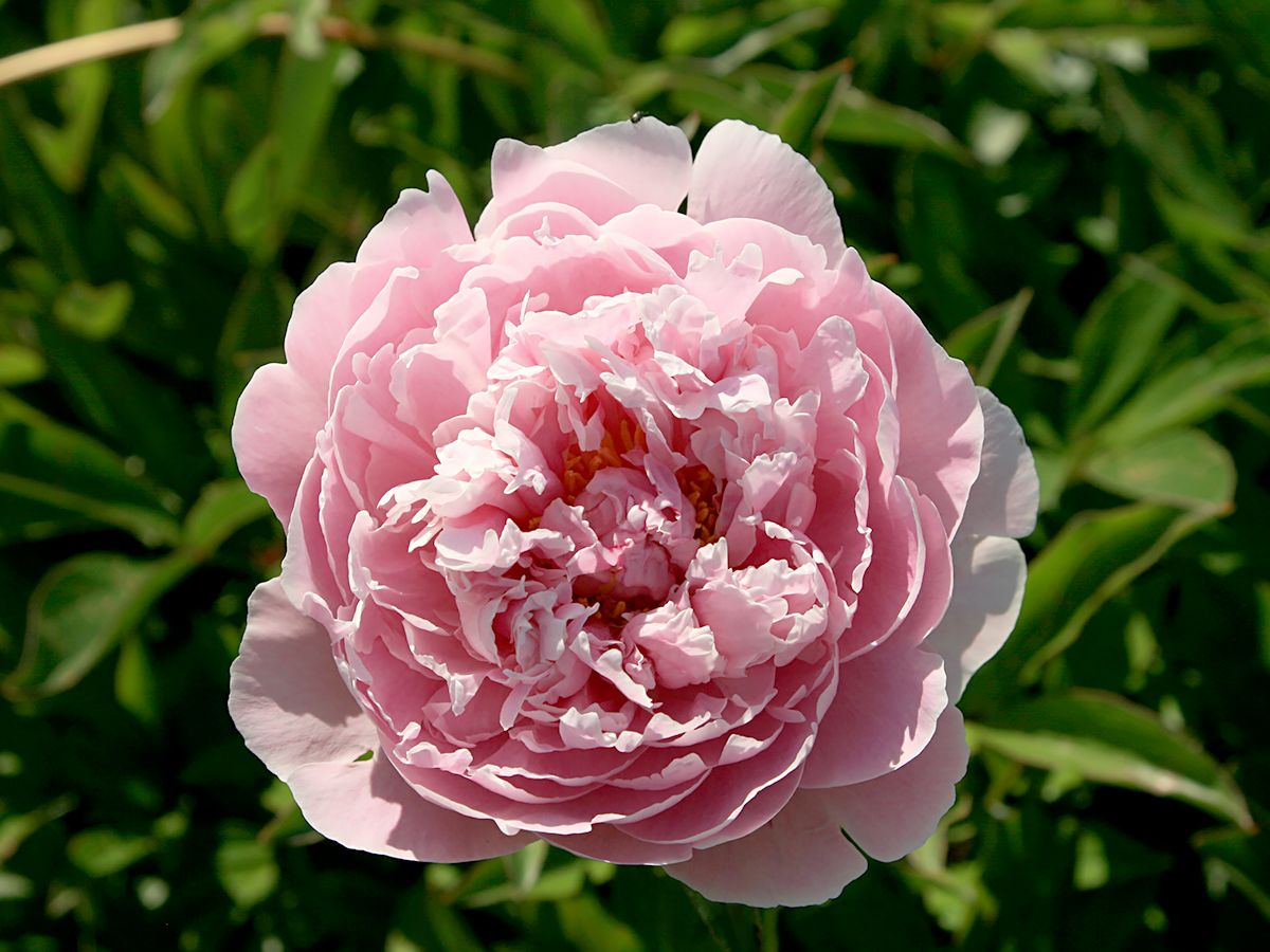 Pfingstrose Sarah Bernhardt Pfingstrose Sarah Bernhardt