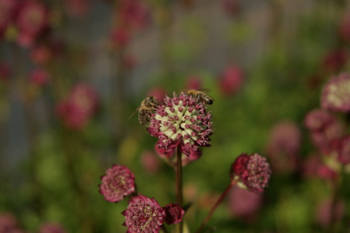 Sterndolde Star of Beauty