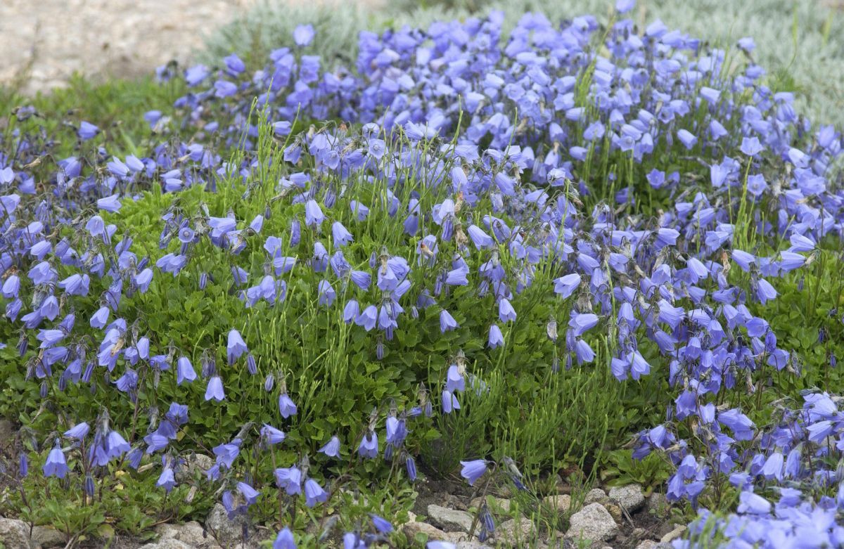 Niedliche Glockenblume