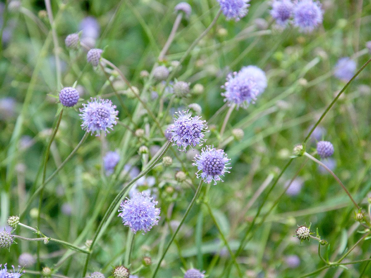 Gewöhnlicher Teufelsabbiss Gewöhnlicher Teufelsabbiss