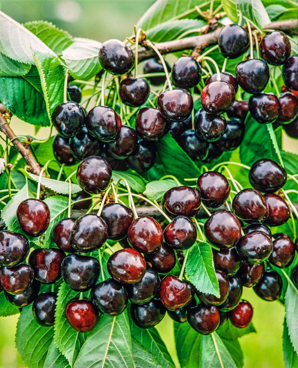 Dolleseppler CH Kirsche