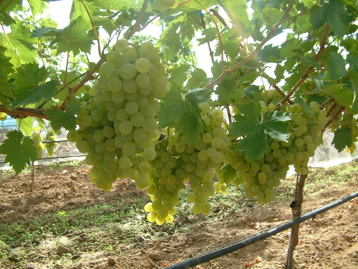 Lilla Hausgartenrebe (anspruchslos) Lilla Hausgartenrebe (anspruchslos)