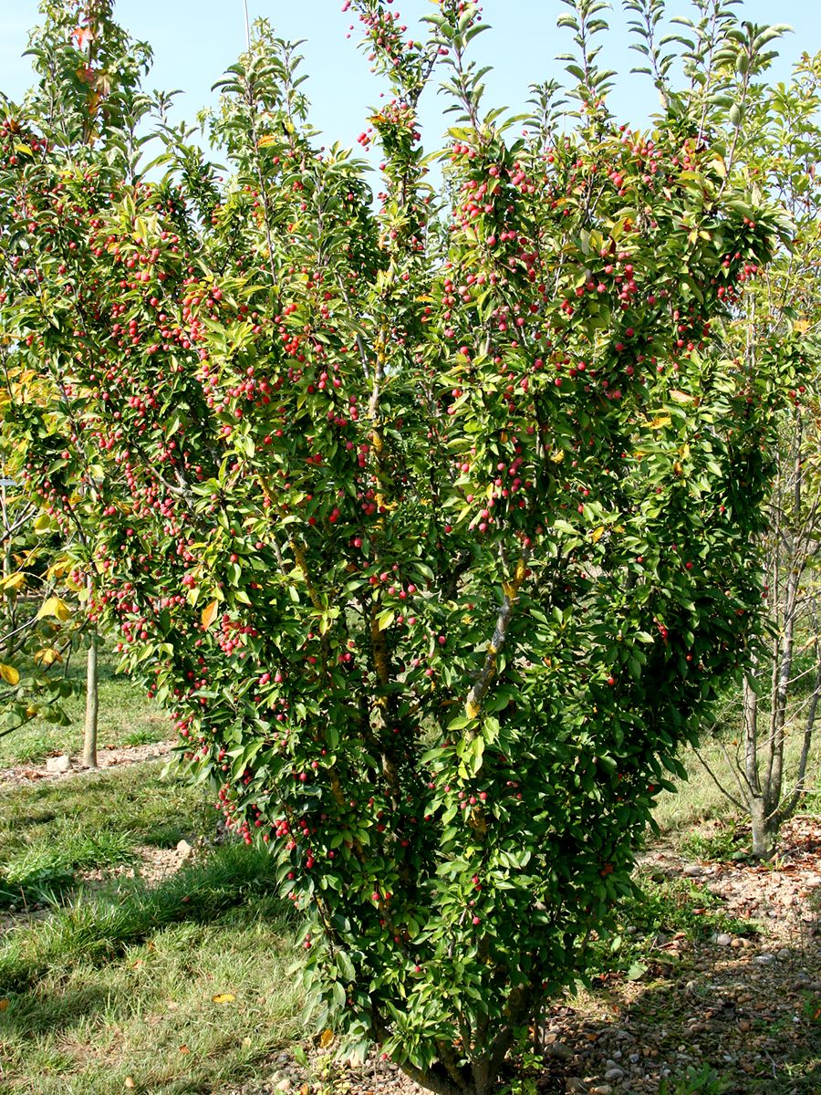 Zierapfel Adirondack Zierapfel Adirondack