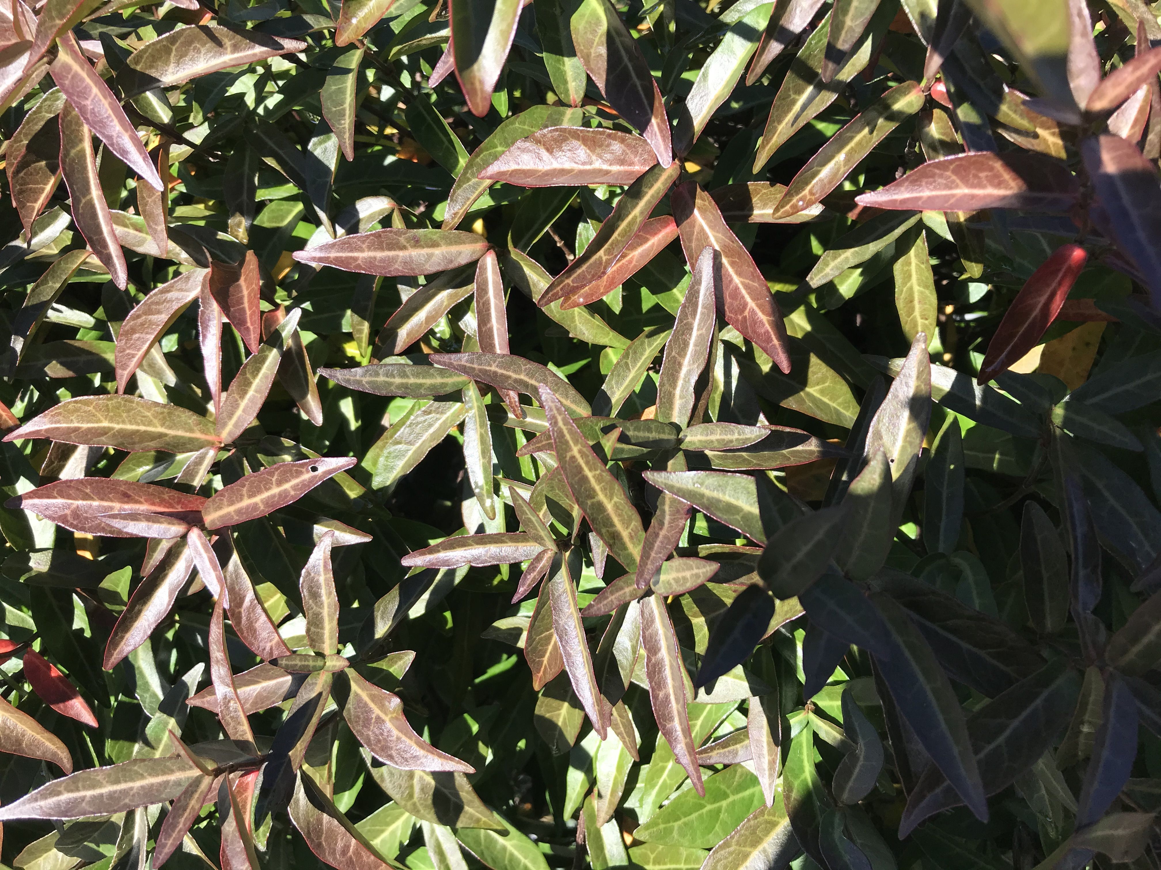 Asiatischer Sternjasmin Asiatischer Sternjasmin