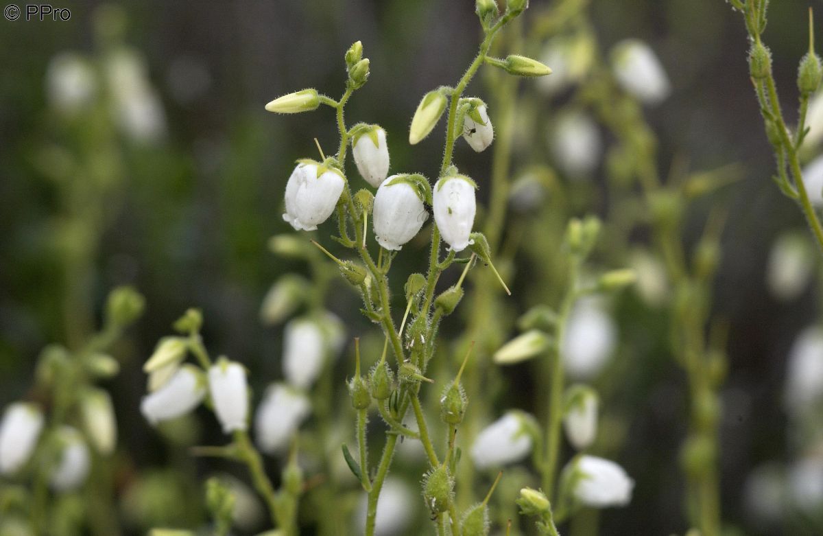 Irische Heide Alba