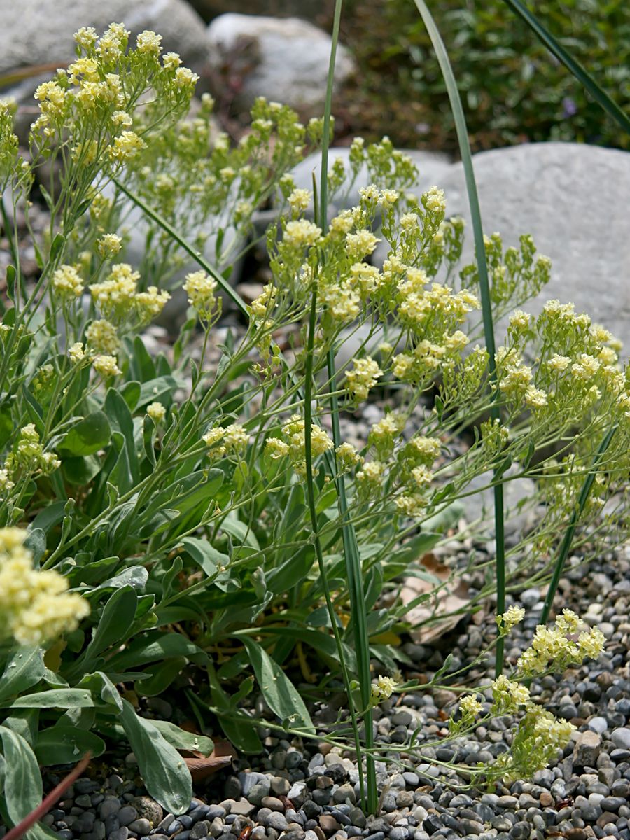 Steinkraut Citrina