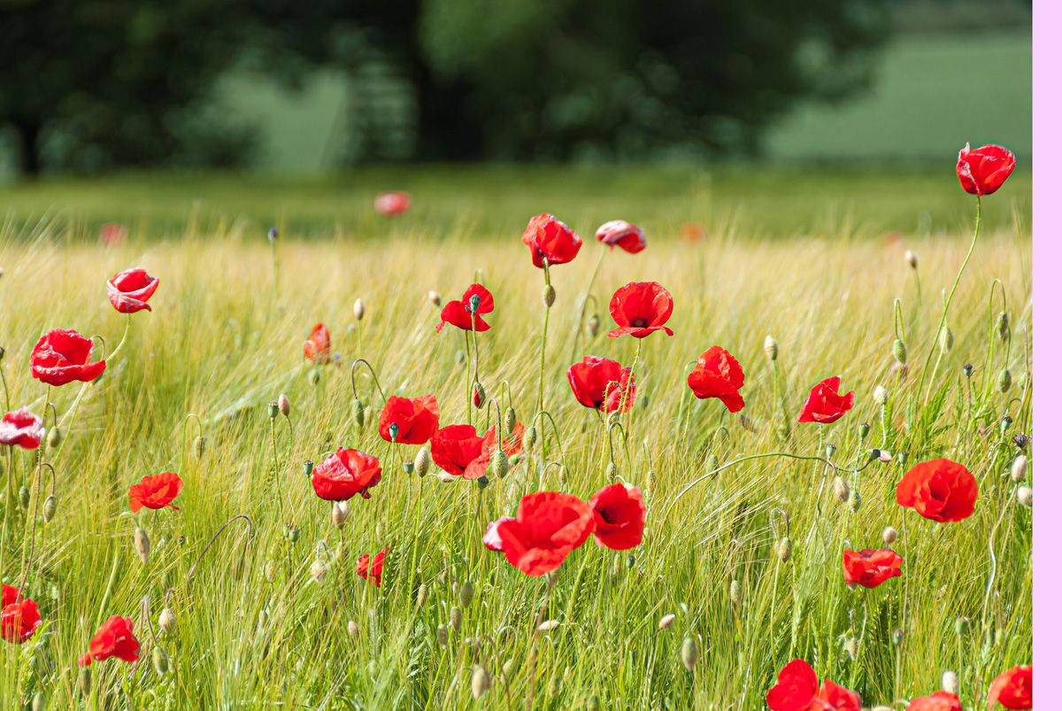 Klatschmohn Klatschmohn