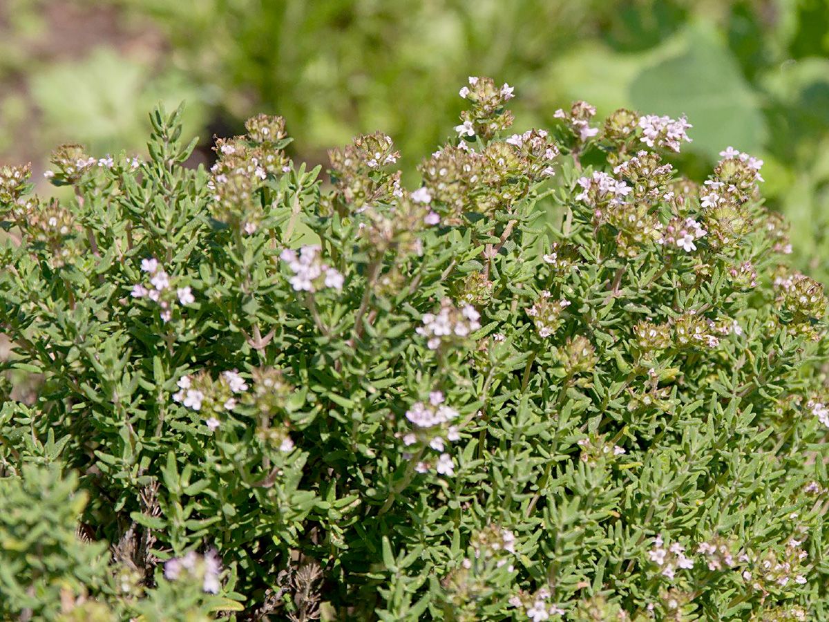 Küchenthymian Compactus