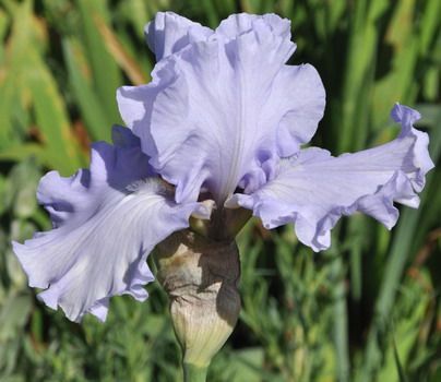Hohe Bartiris, Schwertlilie Silverado