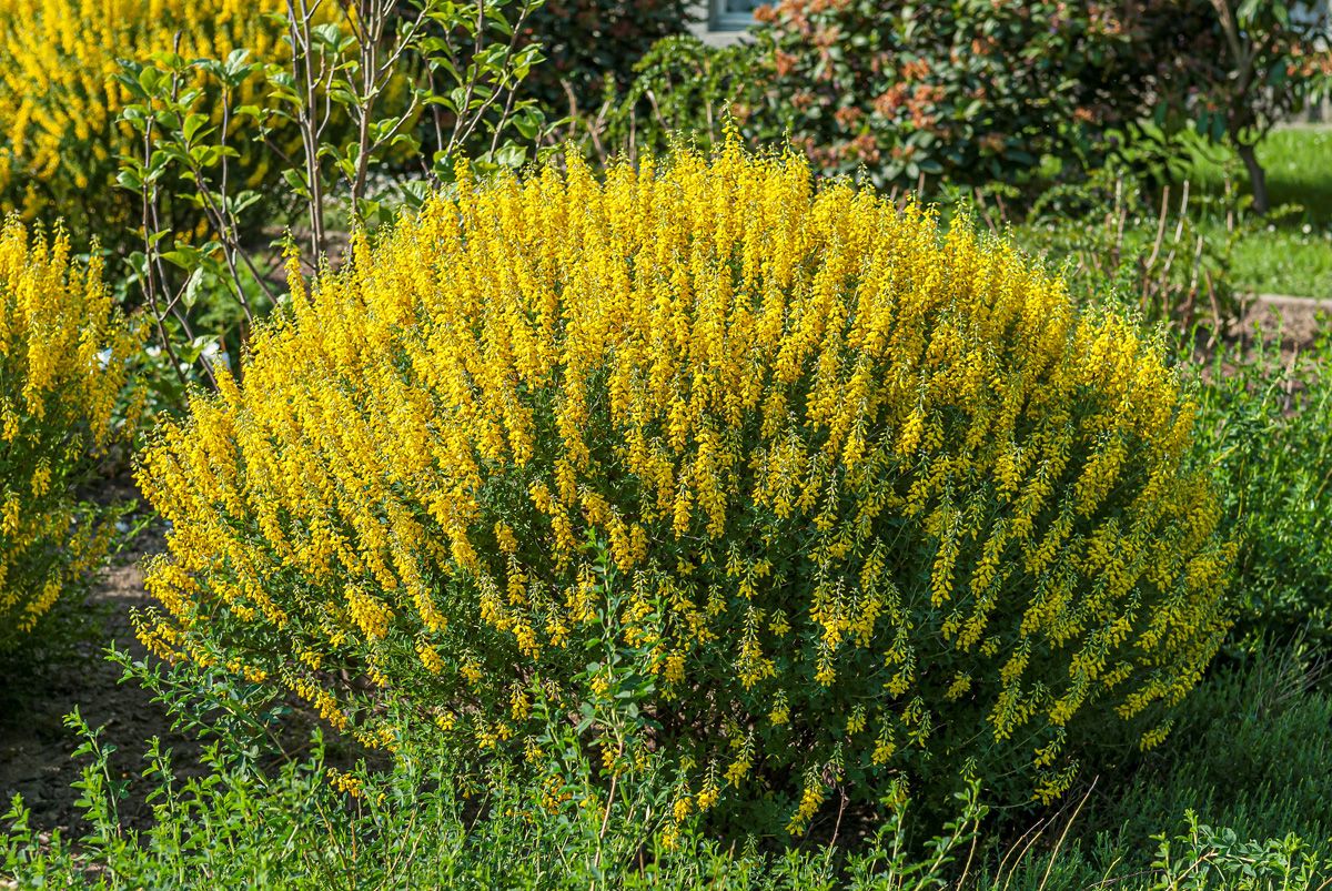 Schwarzschotenginster Cyni