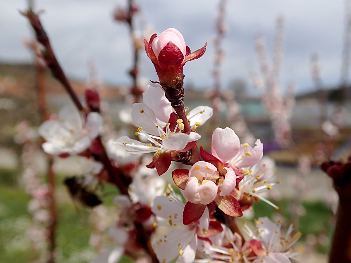 Compact Stella Zwerg Zwergkirsche, Prunus Compact Stella | Hauenstein AG