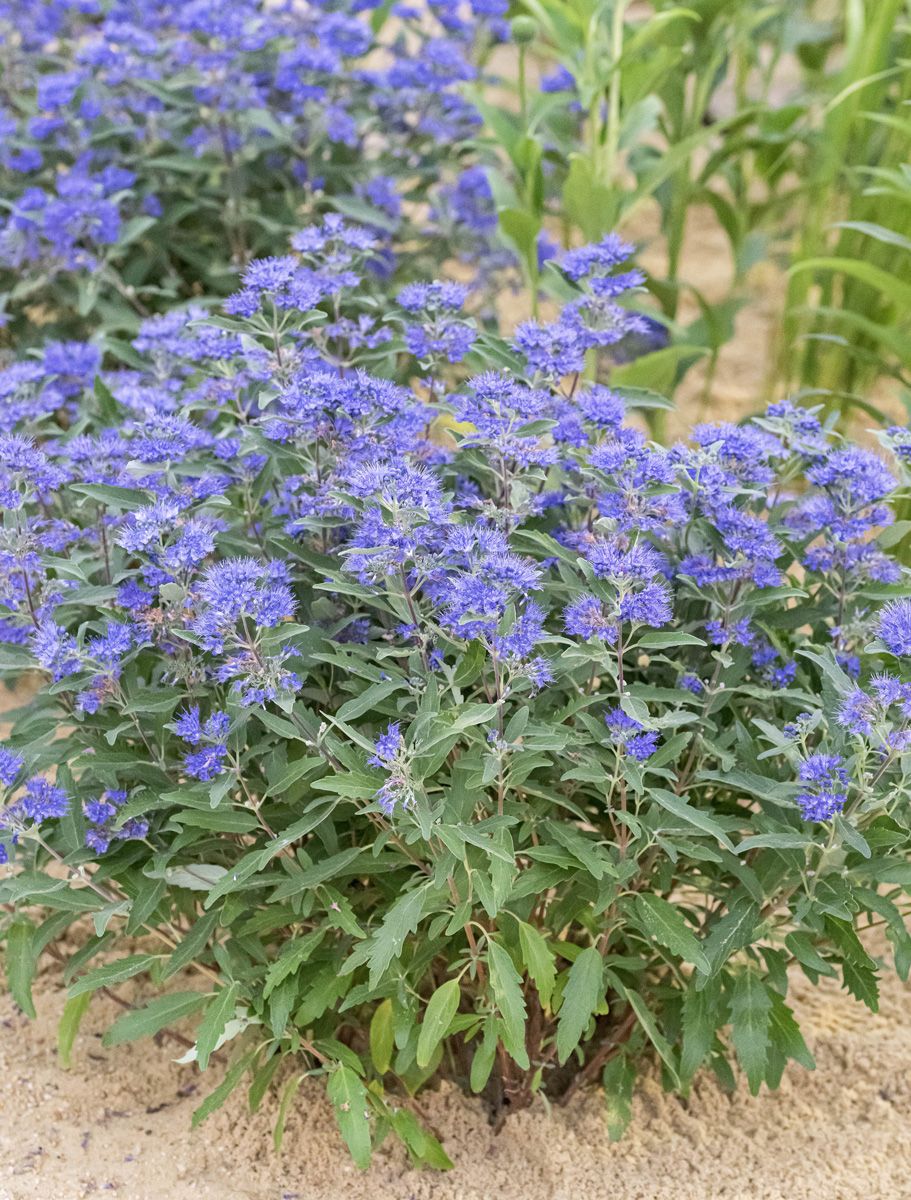 Bartblume Symphonie in Blue®