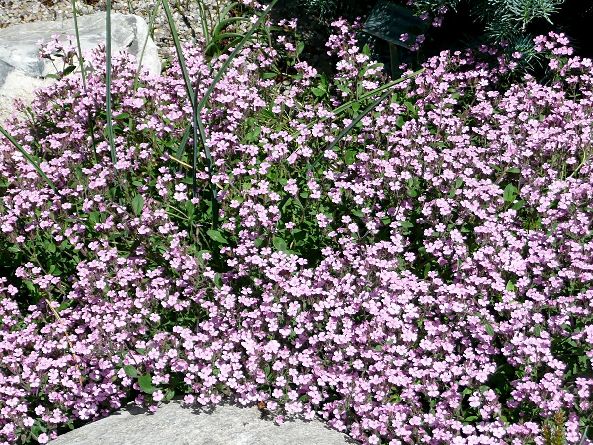 Seifenkraut Splendens