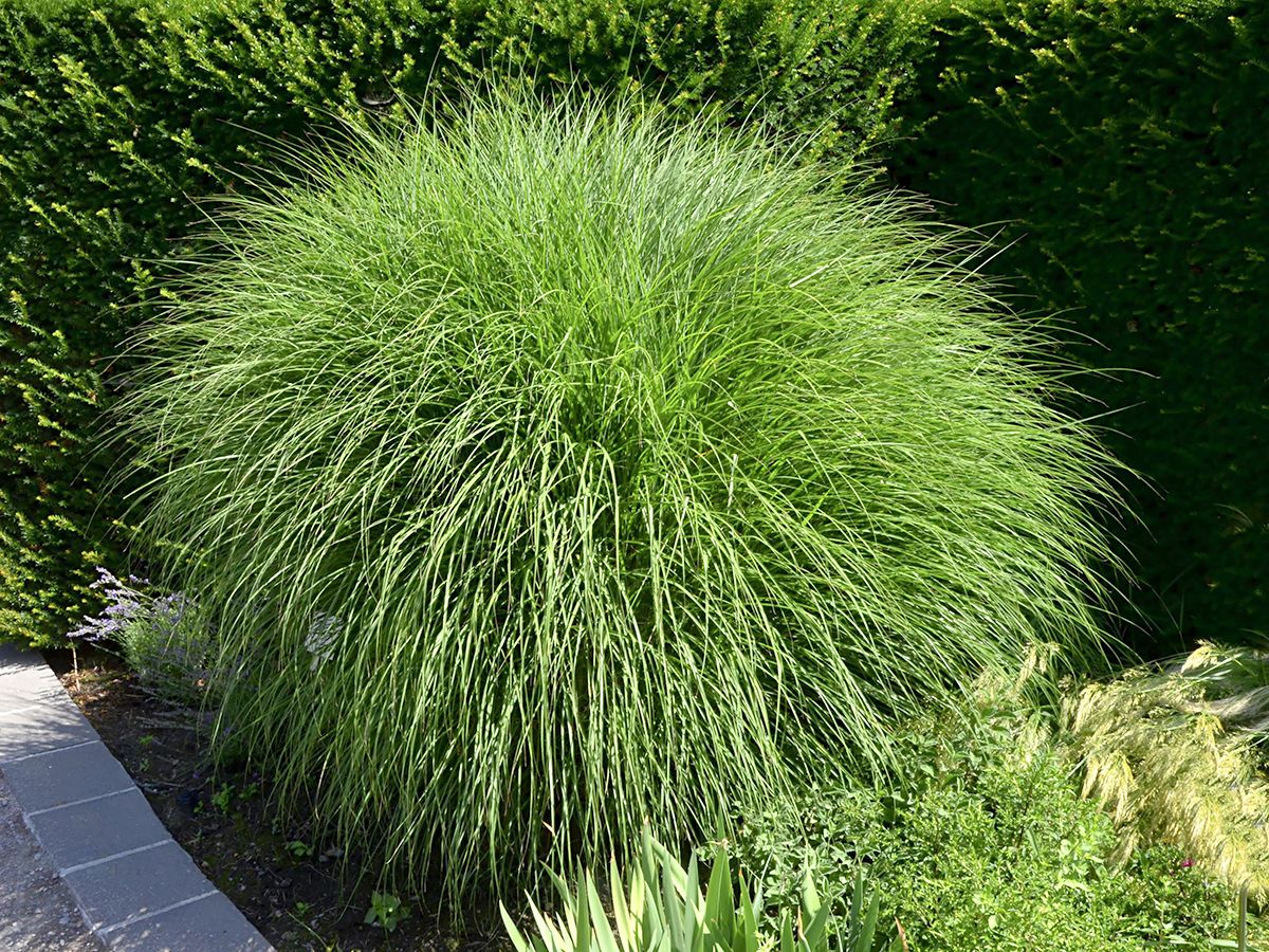 Chinaschilf Kleine Silberspinne