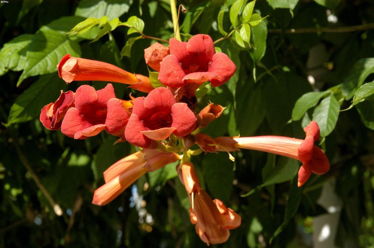 Trompetenblume