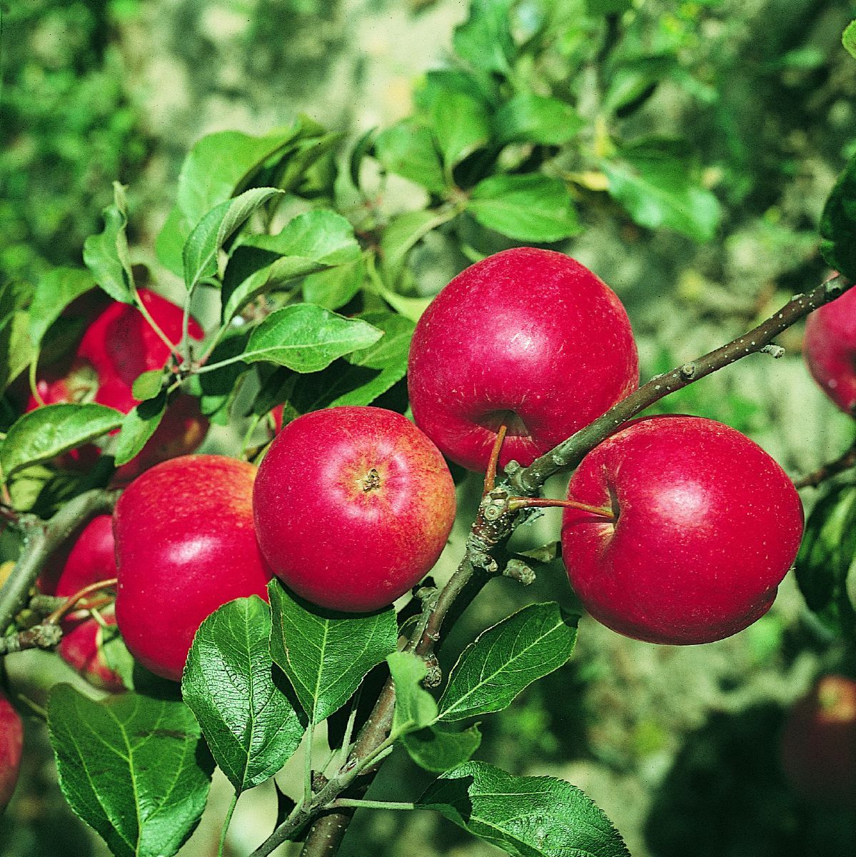 Rewena® Apfel (anspruchslos, schorfresistent)