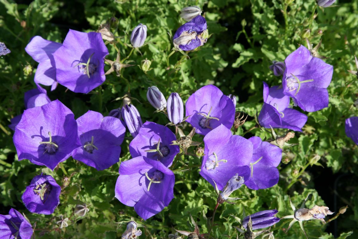 Karpatenglockenblume Blaue Clips Karpatenglockenblume Blaue Clips