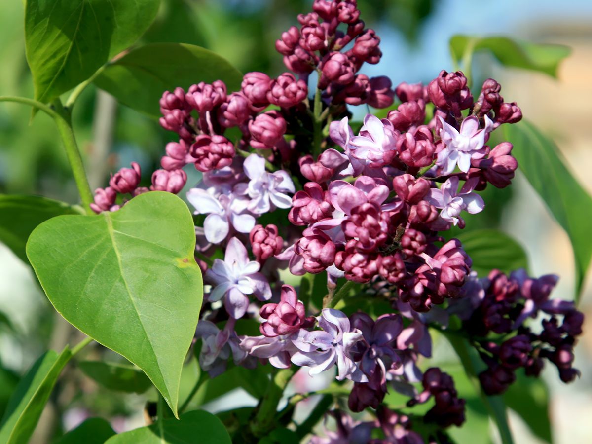 Bauernflieder Belle de Nancy Bauernflieder Belle de Nancy