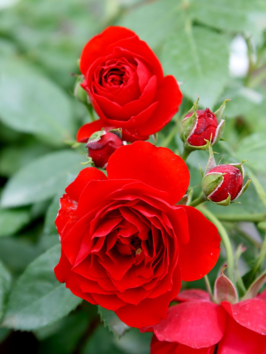 Sympathie® Kletterrose