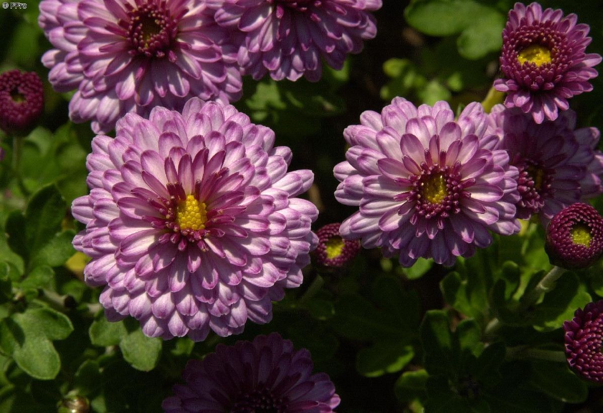 Winteraster Mei-kyo