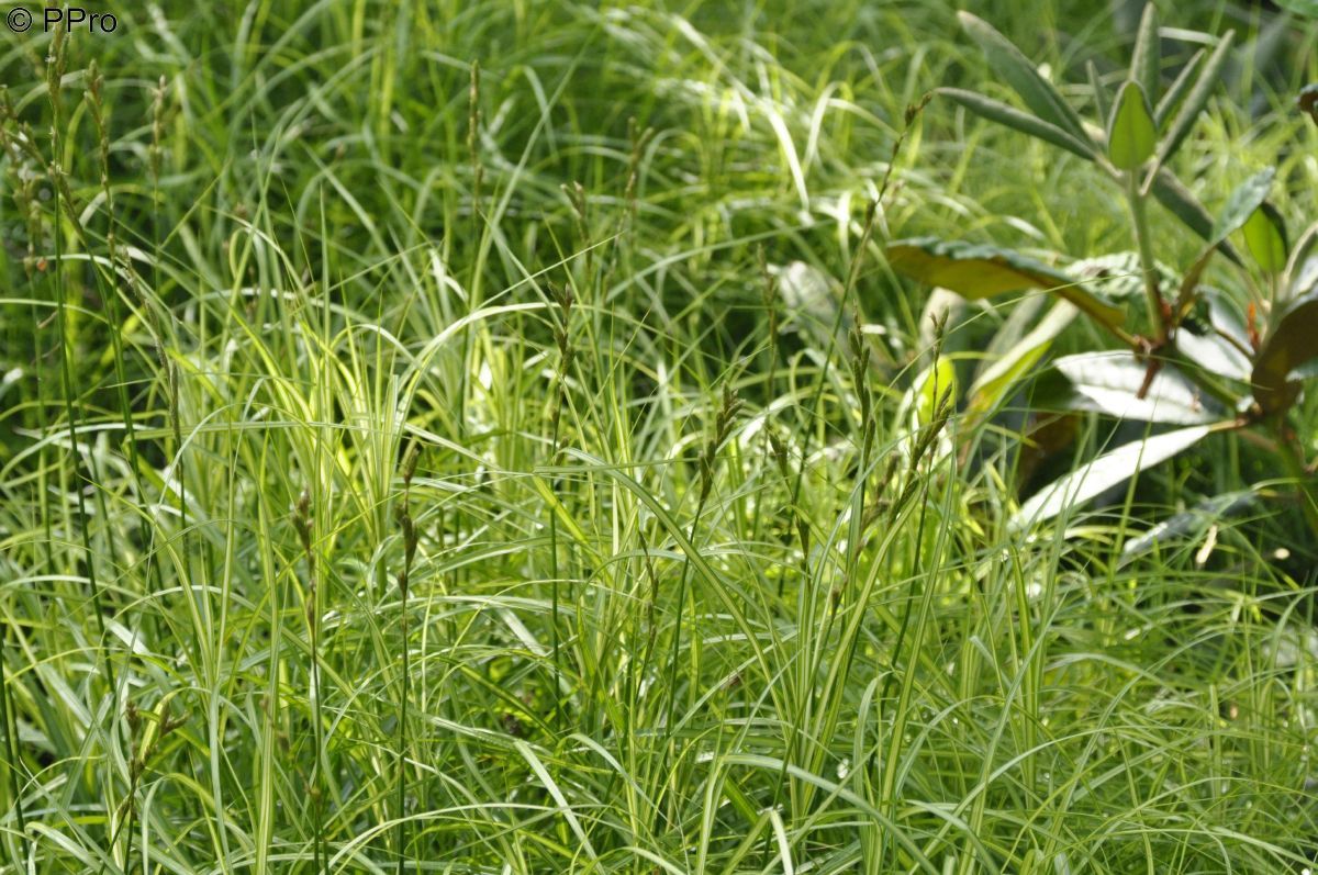 Palmwedelsegge