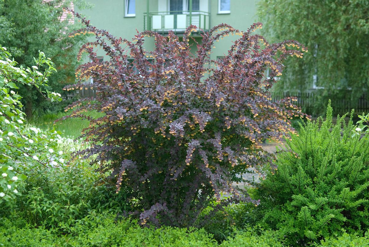 Berberitze Superba Berberitze Superba