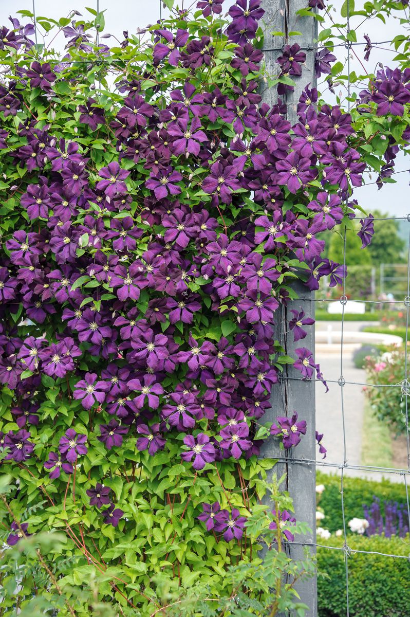 Waldrebe Etoile Violette
