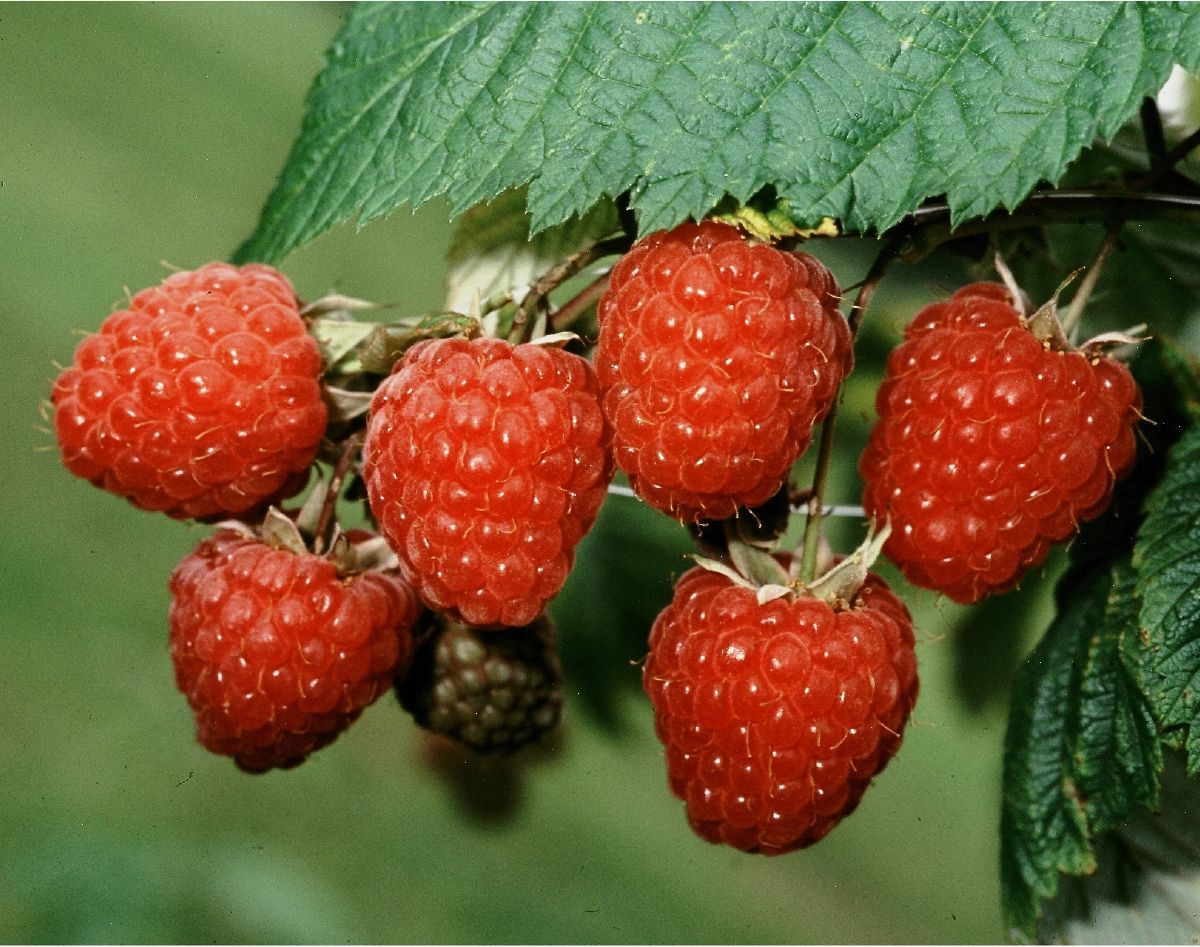 Meeker Himbeere (anspruchslos) Meeker Himbeere (anspruchslos)