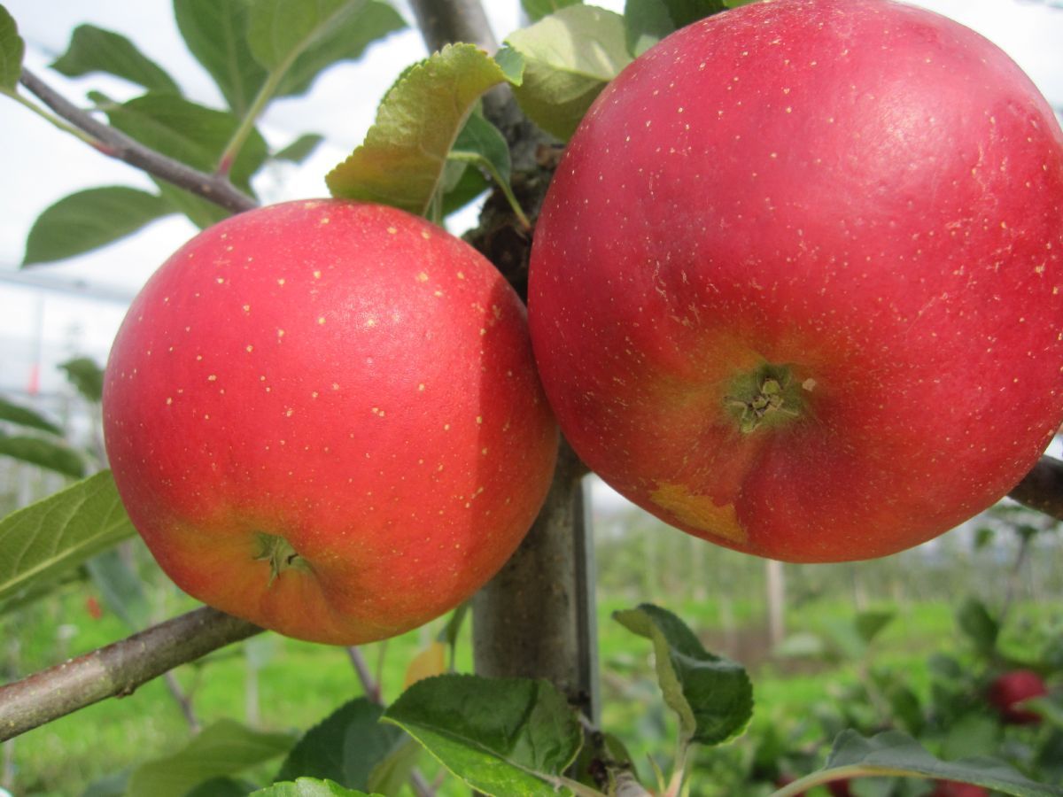 Ladina Apfel Ladina Apfel