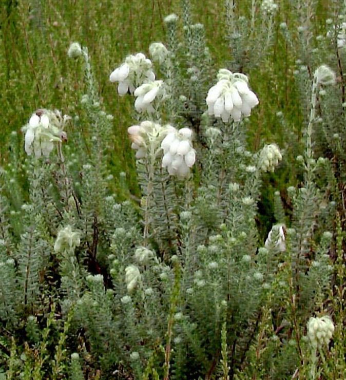 Glockenheide Alba Mollis Glockenheide Alba Mollis