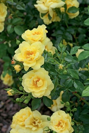 Robustes Rosen Dreierlei