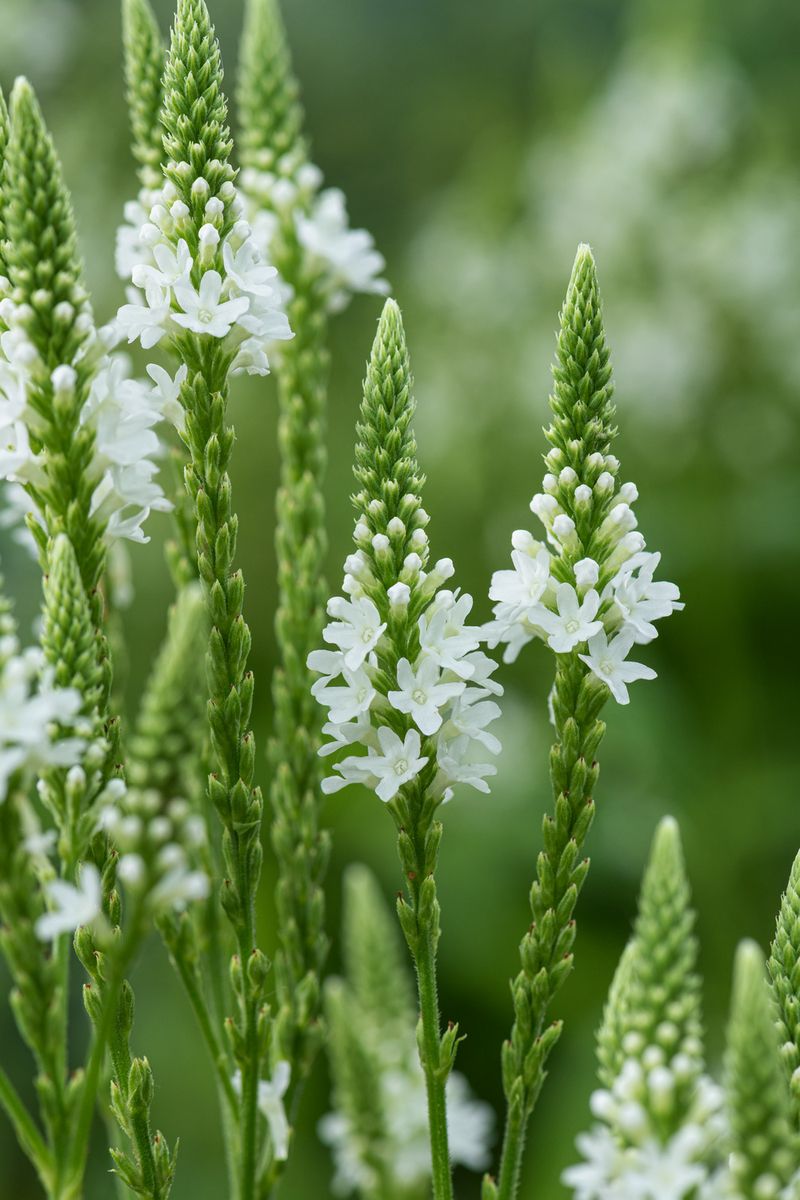 Lanzeneisenkraut Whites Spires