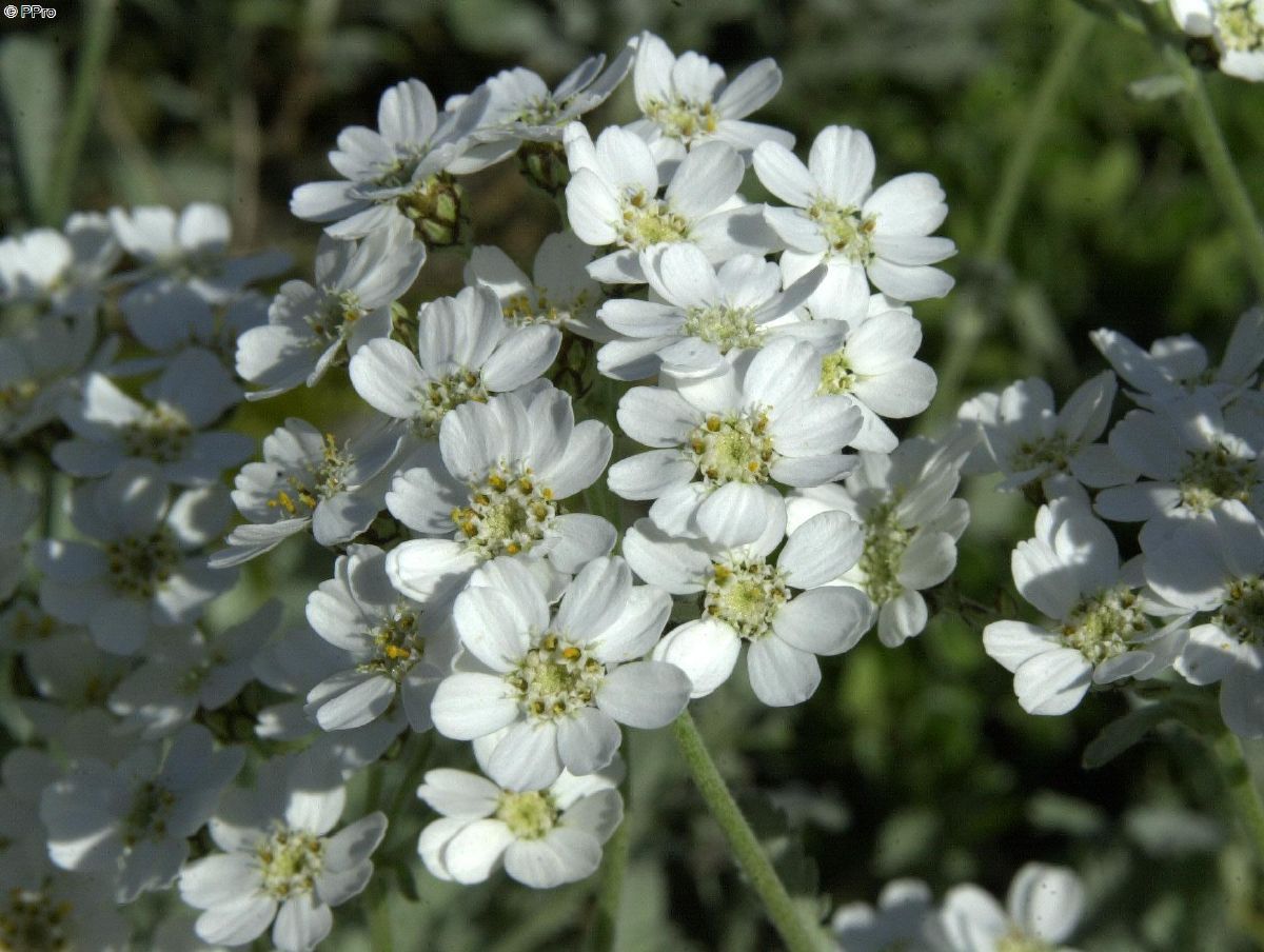 Griechische Silber-Garbe