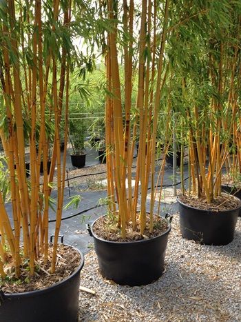 Goldrohrbambus aureocaulis