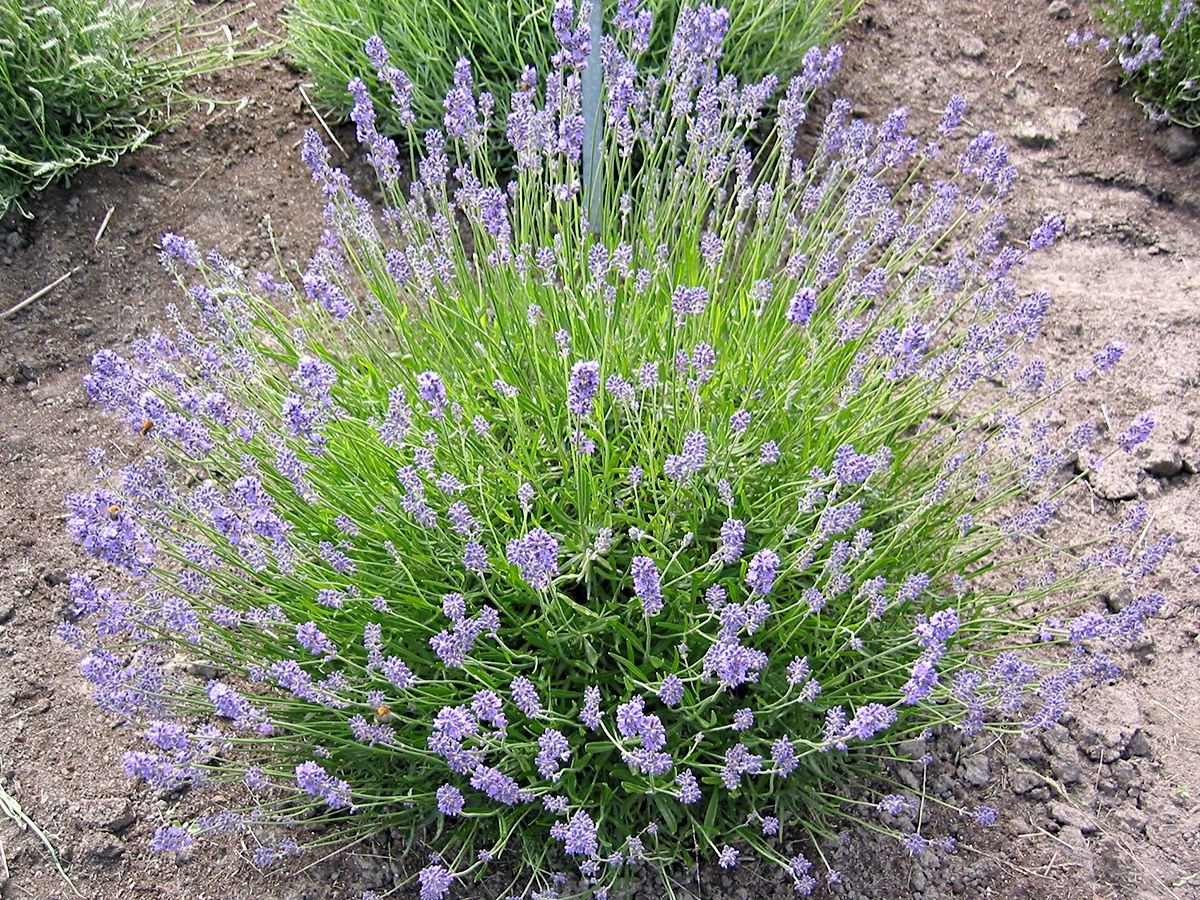Lavendel Dwarf Blue