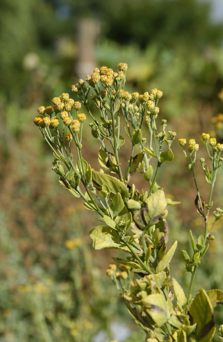 Balsamkraut