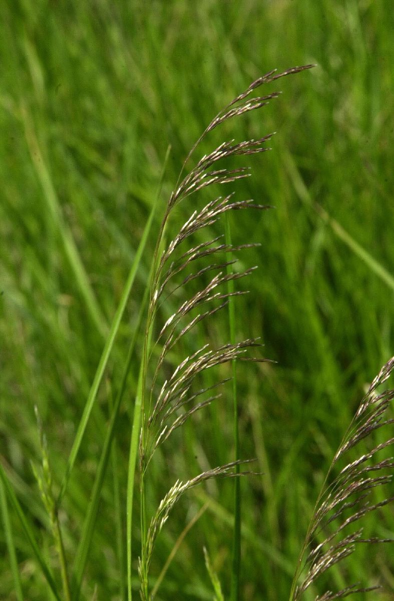 Waldschmiele, Rasenschmiele Waldschmiele, Rasenschmiele