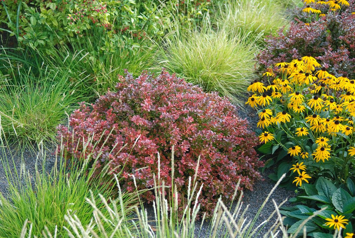 Rotblättrige Berberitze Atropurpurea Rotblättrige Berberitze Atropurpurea