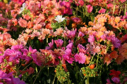 Bitterwurz Sunset Hybrids